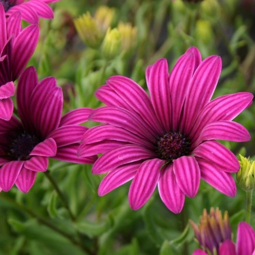 Osteospermum plug plants