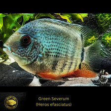 Green Severum Cichlid - Heros