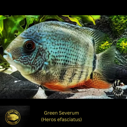Green severum cichlid heros - severum,