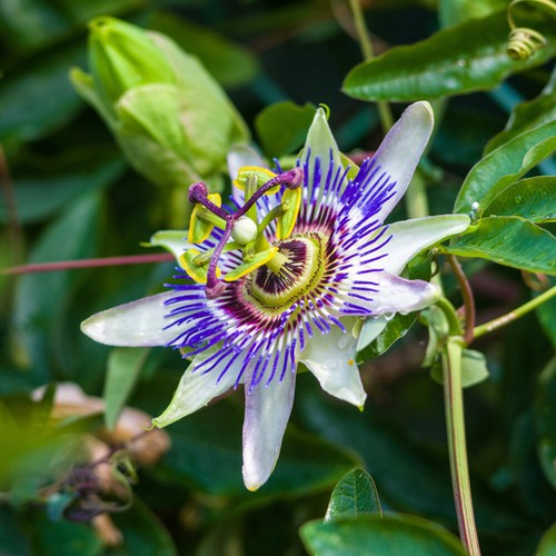 Climbing plant passiflora - plant,,