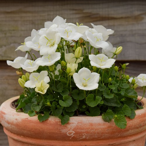Campanula pearl white dwarf - pearl,