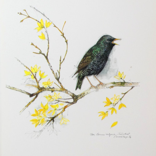 Starling bird print mads - bird, stage