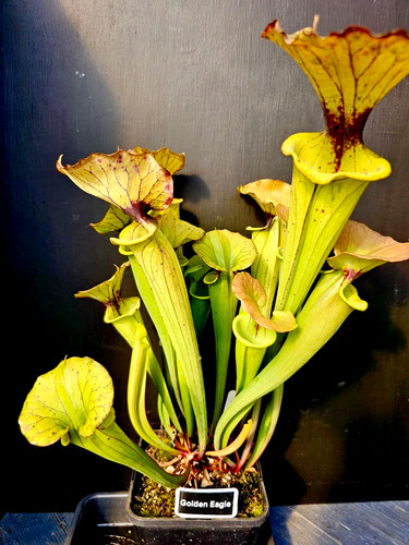 Sarracenia golden eagle - sarracenia,