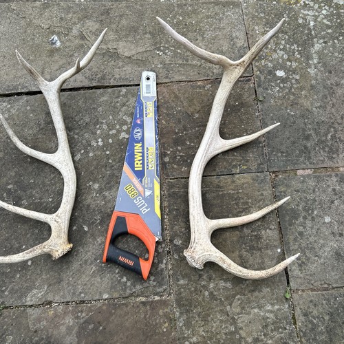 Red stag deer antlers - deer,