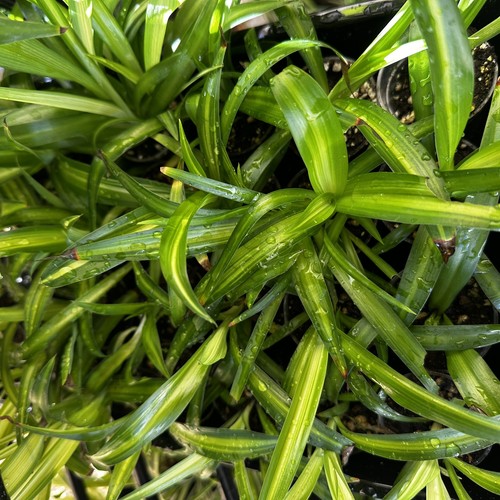Live hawaiian spider plant - live,