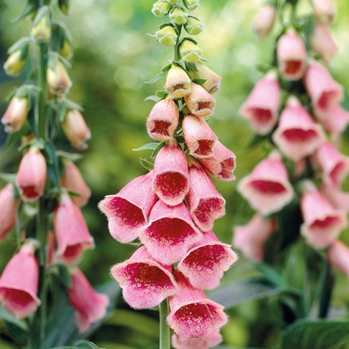 Digitalis summer king - summer,
