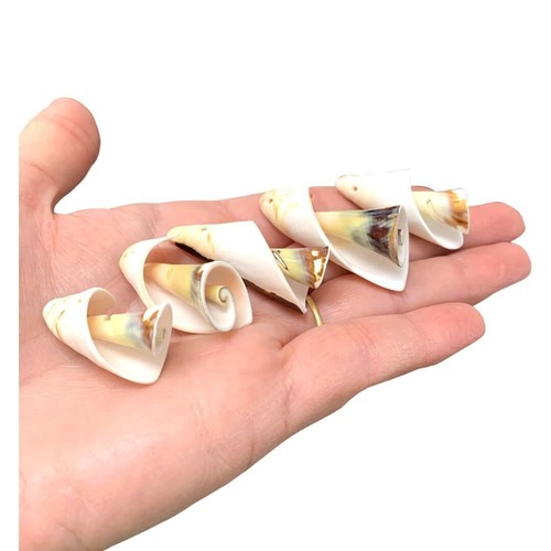 Drilled seashells shells x - seashells,,