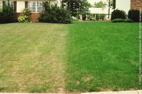 2kg drought resistant - 2kg,