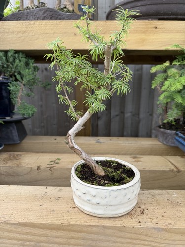 Potted bonsai pre - bonsai, pre-bonsai
