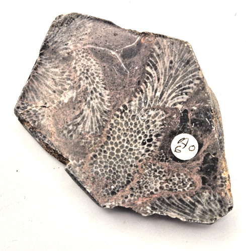 Fossilised crinoid 67 - fossilised, cm
