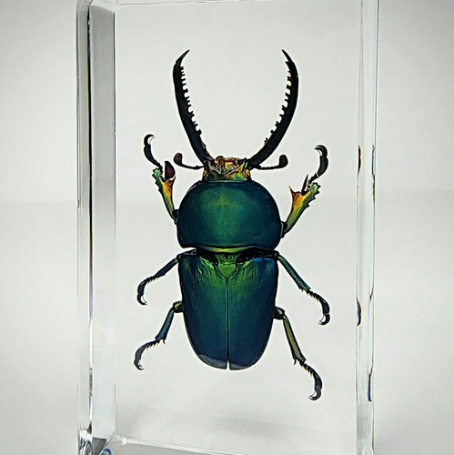 Jeweled sawtooth stag beetle - stag,