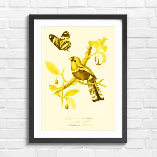Vintage trogon bird - trogon, butterfly