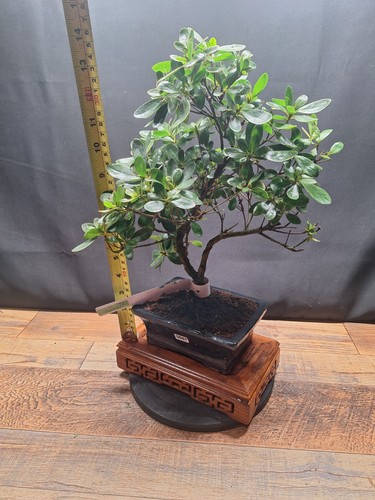 Flowering bonsai trees - flowering,