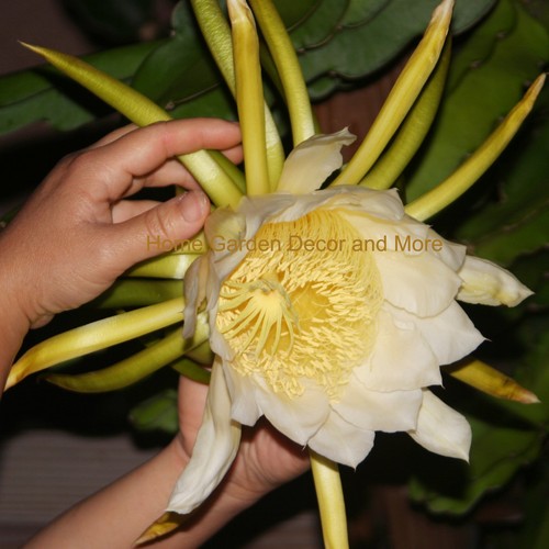 Giant white epiphyllum - white,
