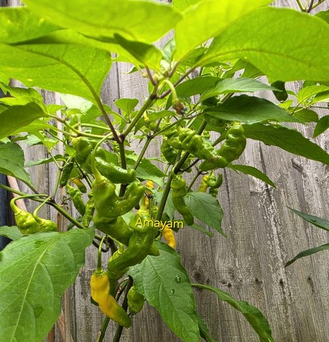 Ghee naga ghost chilli seeds - chilli,