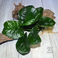 Anubias Butterfly Large and