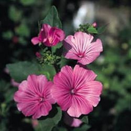 Lavatera loveliness kings - lavatera,