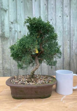 Juniper Specimen Bonsai Tree |