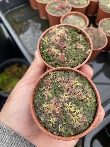 Pygmy drosera mixed species - mixed,