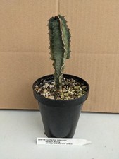 Euphorbia robecchii, Cactus Succulent Cactus