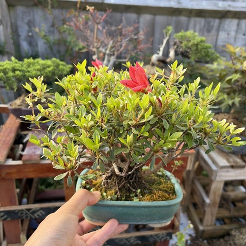 Japanese satsuki azalea bonsai - japanese,