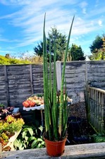 Sansevieria Bacularis Mikado