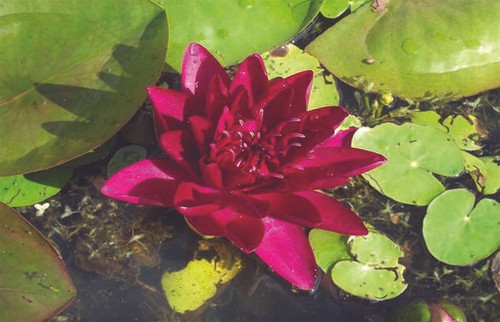 Burgundy princess water lily - burgundy,