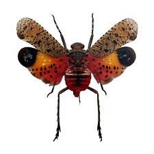 Orange Lantern Fly (Penthicodes pulchella) Bug Insect Specimen Indonesia