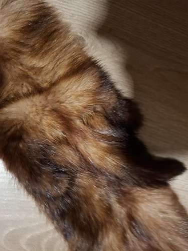 Vintage taxidermy triple - vintage,