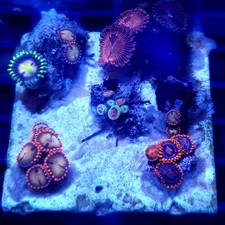 WYSIWYG Coral garden D - 2"x2" Mixed Zoas - See description corals frag frags