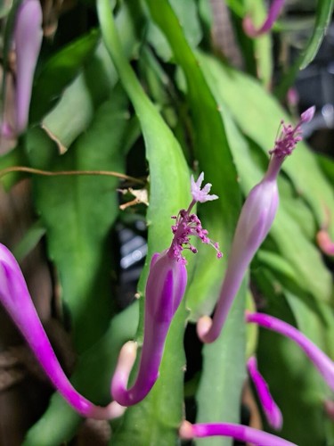 Disocactus quezaltecus true - quezaltecus,