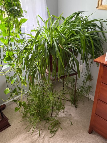 Easy grow baby spider plant - spider,