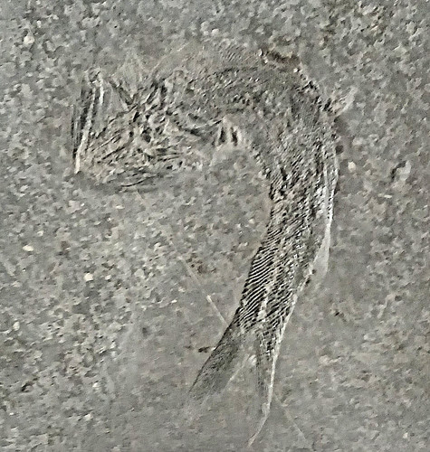 Interesting small fossil - an,