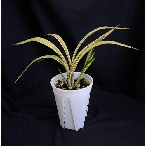Cymbidium sinense huang jin - sinense,