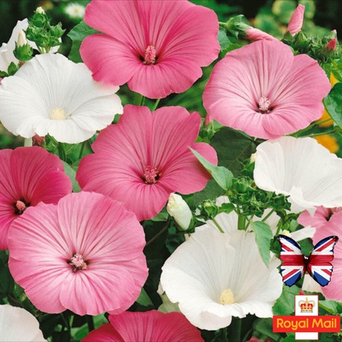 Lavatera seeds rose mallow - lavatera,