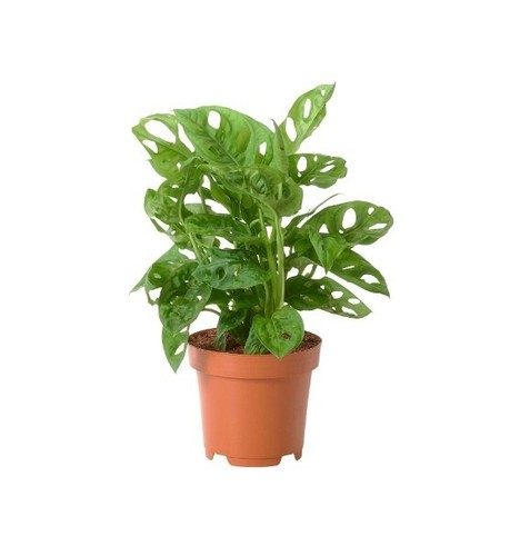 Live monstera adansonii - live,