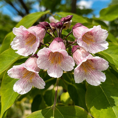 Catalpa fargesii chinese - catalpa,
