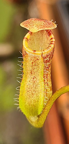 Nepenthes ventricosa - , x