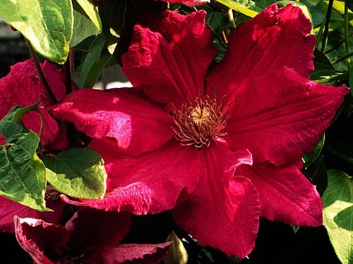 Clematis ernest markham - clematis,