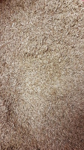 Johnsons grass seed hard - grass,