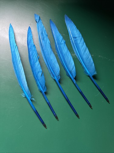 Feather quill biro ballpoint - quill,