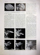 Original Old Vintage Print