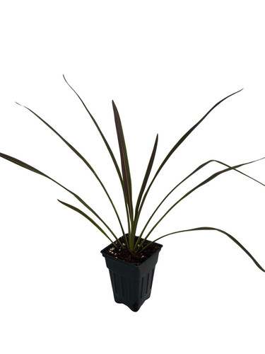 Chocolate mint cordyline - chocolate,