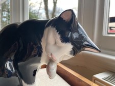 Staffordshire Just Cats And Co