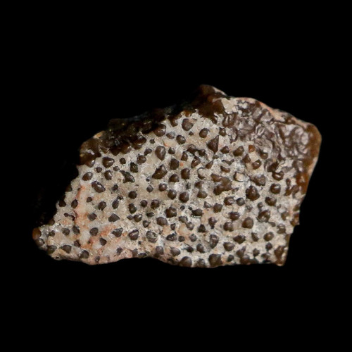 Megaloolithus titanosaur - 0.5",