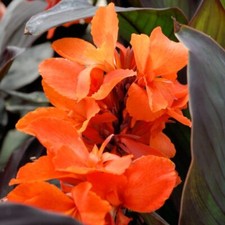 Canna cannova duo exotic - canna,