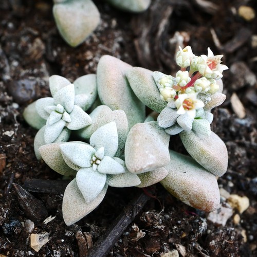 Crassula deltoidea 3cm 3 - crassula, (2-3