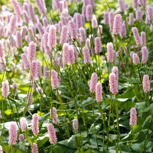 Persicaria polygonum - 3, x