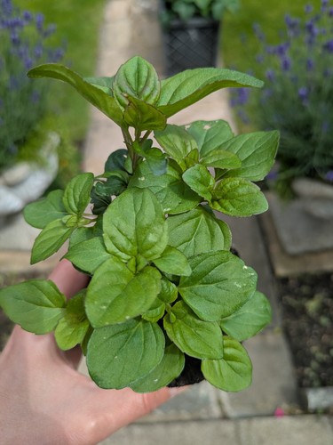 Lime mint aromatic - -,