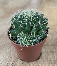 MAMMILLARIA Camptotricha Decipiens | Rare Cactus | Rooted 6cm Pot | Plant